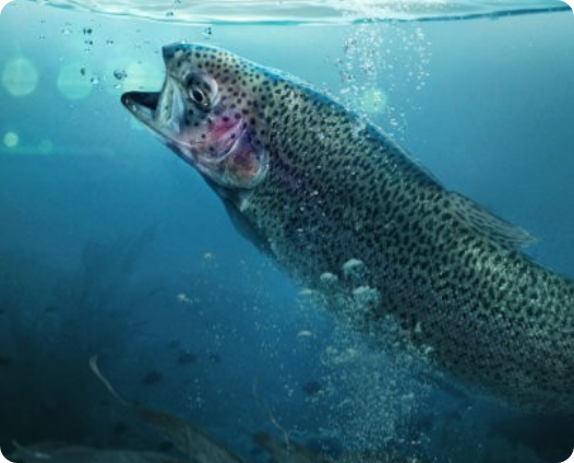 Nuestra cadena de valor.