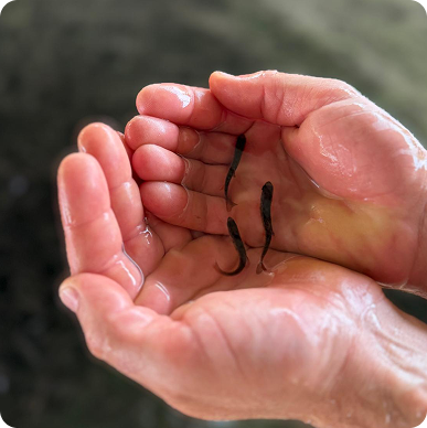 Piscifactoria riverfresh