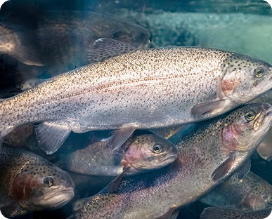 Piscifactoria riverfresh