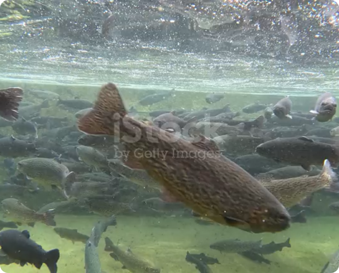 En RiverFresh apostamos por la Revolución Azul.