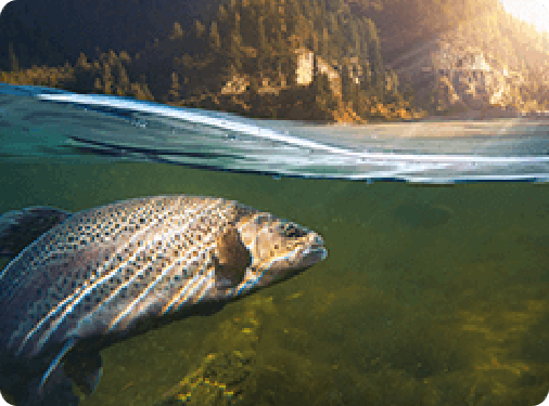 Protección medioambiental y sostenibilidad.