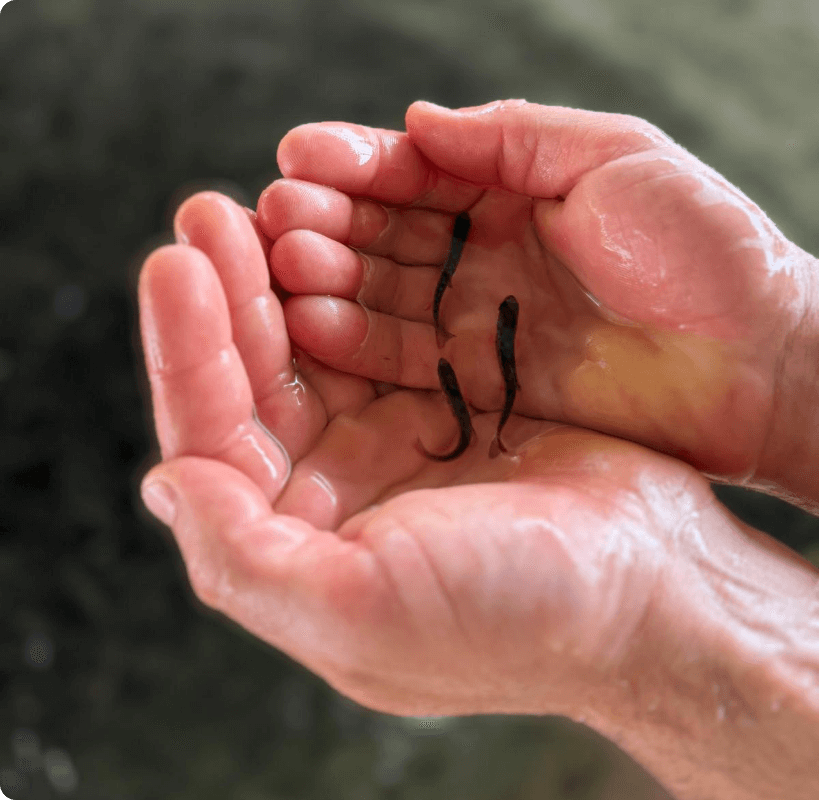 Qué es la revolucion azul