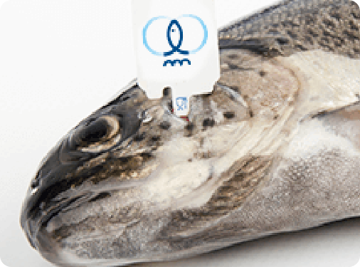 Seguridad alimentaria. 