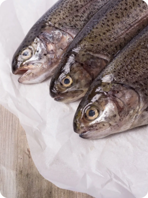 Trucha arcoíris entera