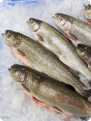 Trucha arcoiris ultracongelada