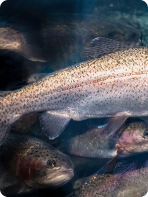 Trucha arcoiris viva